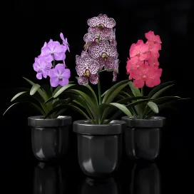 Orchid vandal